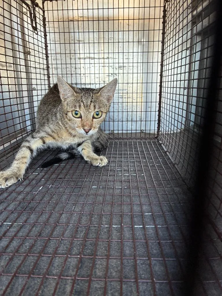 A young medium-sized female Domestic Short Hair cat named Grape Soda for adoption in New Braunfels, TX