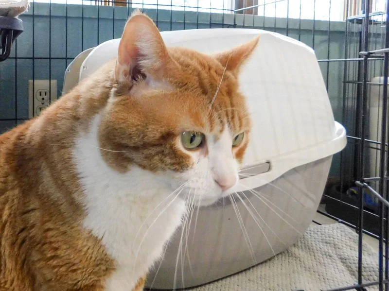 An adult large-sized male Tabby (Orange / Red) Domestic Short Hair cat named Canelo for adoption in Hutchinson, MN