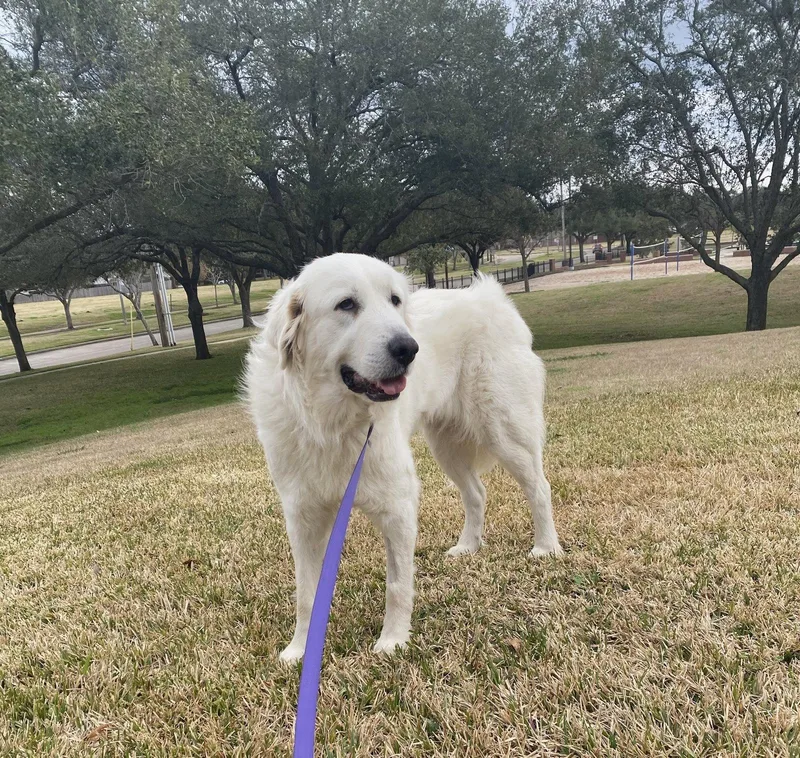 An adult large-sized female White / Cream Great Pyrenees dog named Roo for adoption in Spring, TX