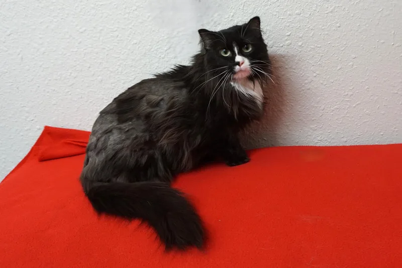 An adult medium-sized female Domestic Medium Hair cat named Peas for adoption in Fountain Hills, AZ