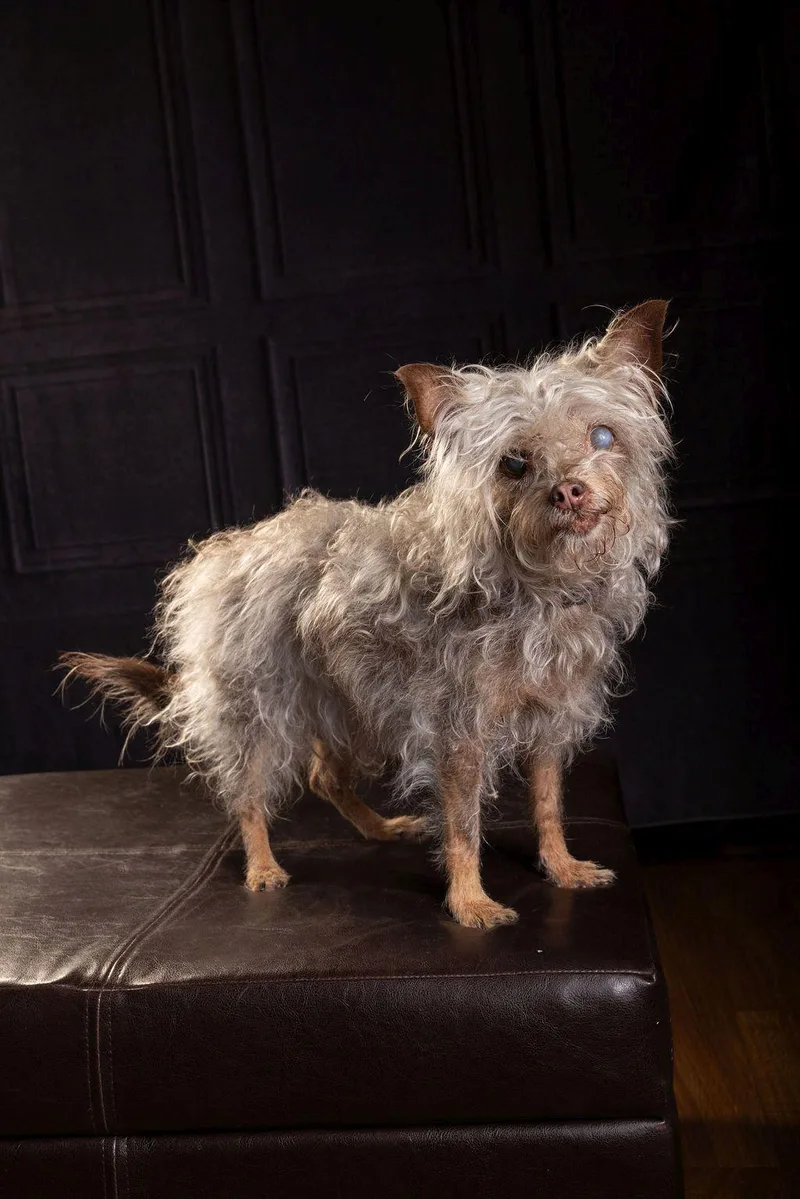 A senior small-sized female Gray / Blue / Silver Silky Terrier dog named Dora for adoption in Dripping Springs, TX