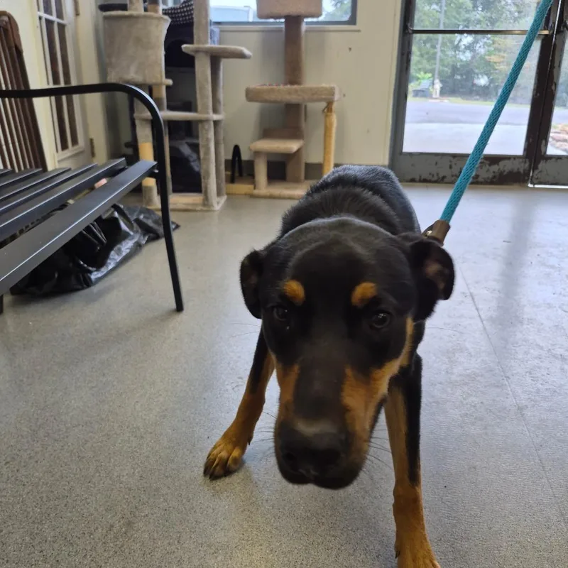 An adult medium-sized male Shepherd dog named Charlie for adoption in Oak Ridge, TN