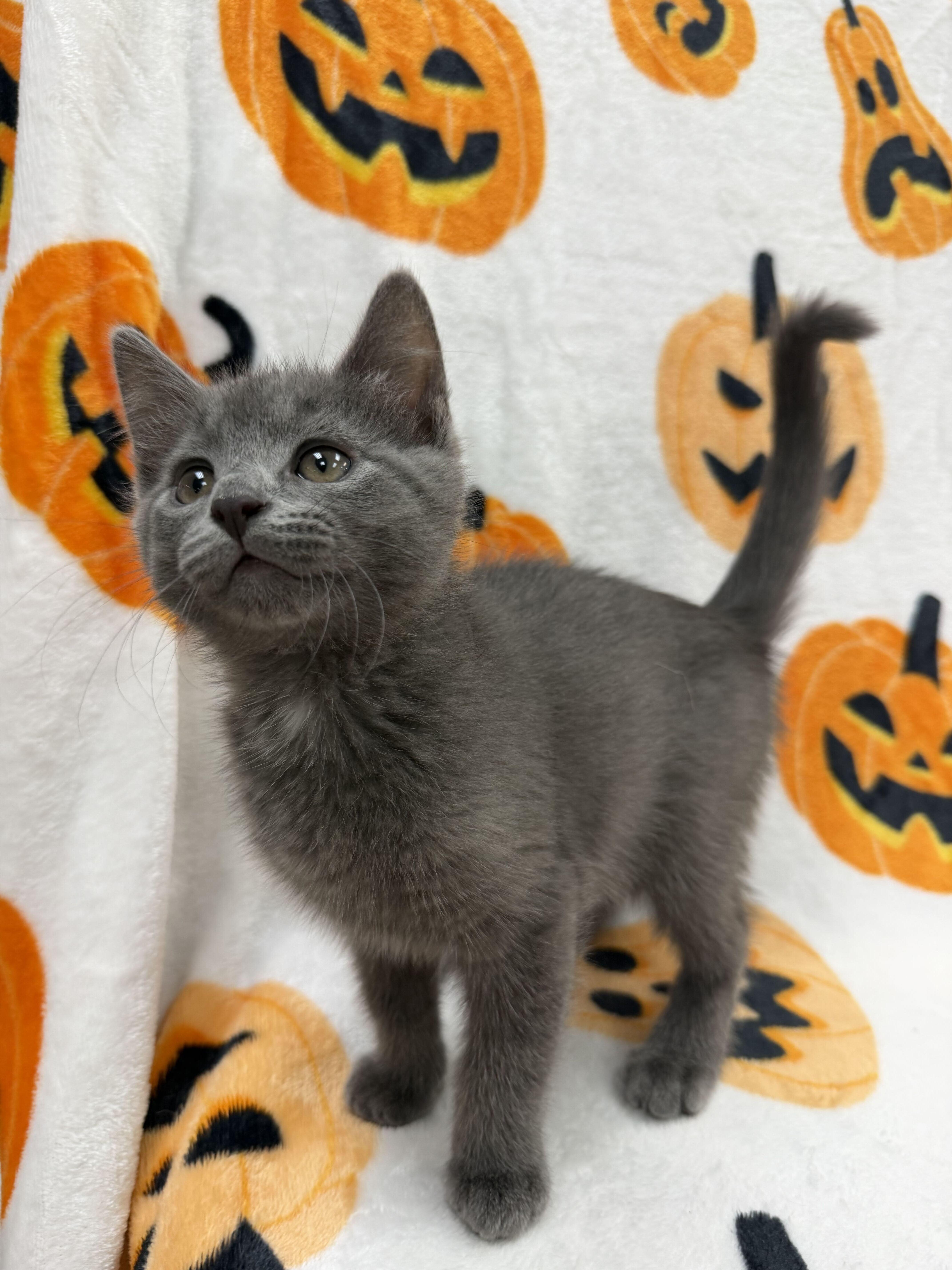 A baby medium-sized male Gray / Blue / Silver Domestic Short Hair cat named Hugo for adoption in Columbus, OH