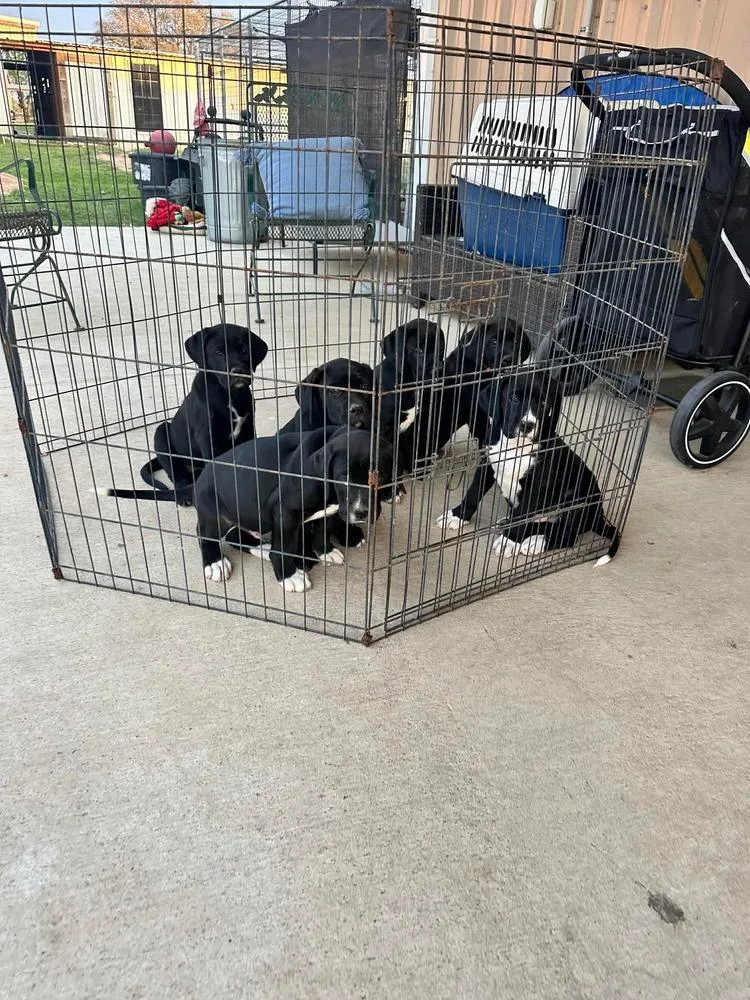 A baby large-sized female Tricolor (Brown, Black, & White) Labrador Retriever dog named Katie for adoption in Saugus, MA