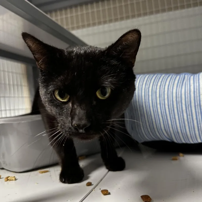 An adult medium-sized male Black Domestic Short Hair cat named Majesty for adoption in Blue Ridge, GA