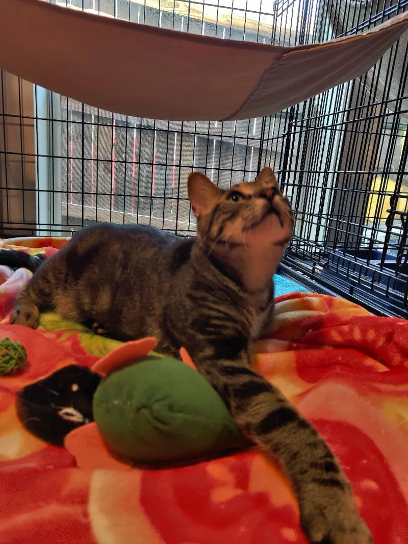 A young medium-sized male Tabby cat named Mouse for adoption in Kansas City, MO