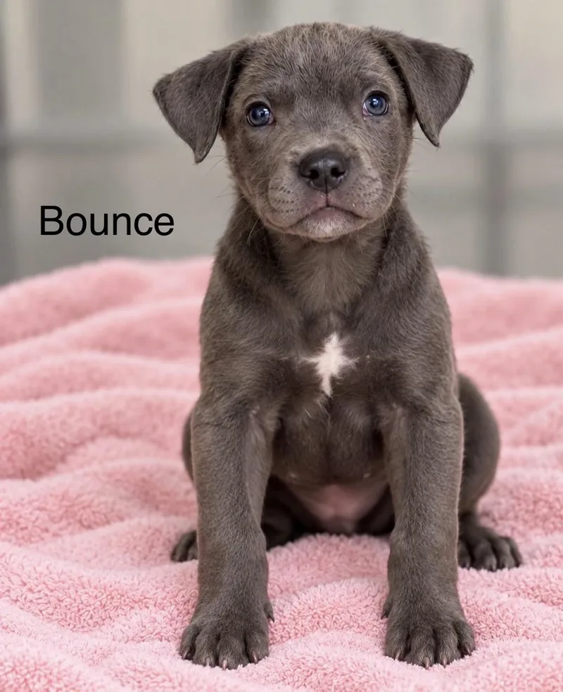 A baby medium-sized male Gray / Blue / Silver Retriever dog named Bounce for adoption in Pawleys Island, SC