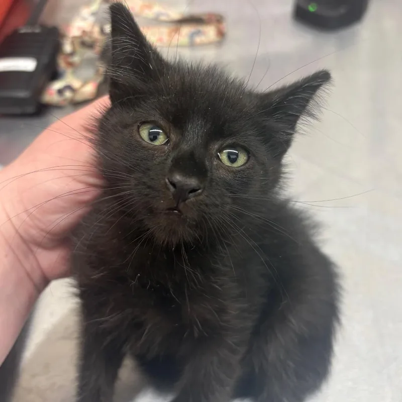 A baby small-sized female Black Domestic Short Hair cat named Cookie for adoption in Morganton, NC