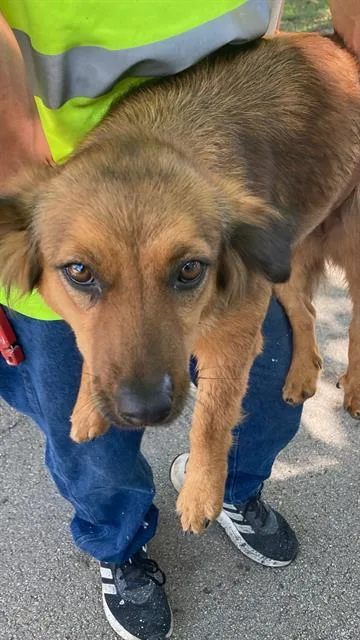 An adult small-sized female Mixed Breed dog named Rhianna for adoption in Dallas, TX
