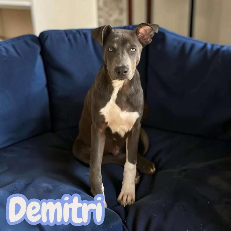 A baby medium-sized male Gray / Blue / Silver Labrador Retriever dog named Demitri Lived in for adoption in Chuckey, TN