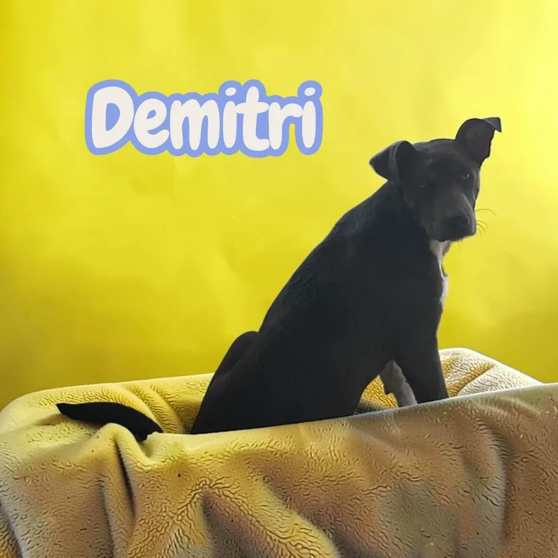 Demitri  Lived in thumbnail 2