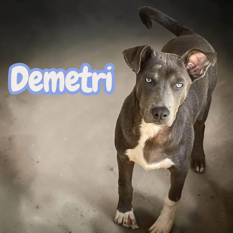 Demitri  Lived in thumbnail 3
