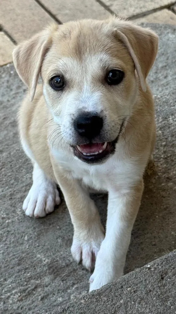 Dumpling thumbnail 2