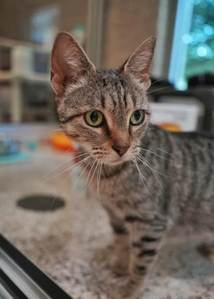 An adult medium-sized female Domestic Short Hair cat named Isabella for adoption in Aiken, SC