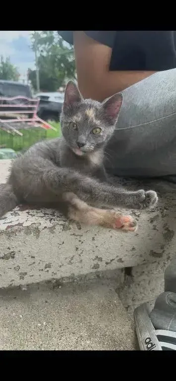 A baby small-sized female Calico cat named Shelbel for adoption in Grand Rapids, MI