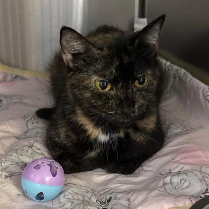 An adult medium-sized female Tortoiseshell Domestic Short Hair cat named Cleo for adoption in Springfield, IL