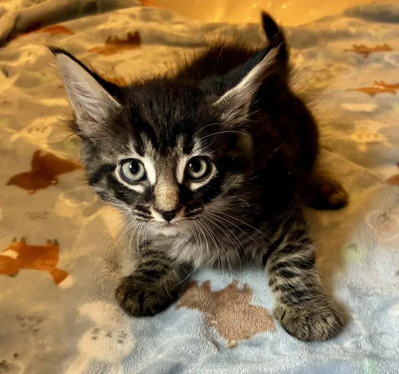 A baby small-sized male Domestic Long Hair cat named Europa for adoption in Lexington, SC