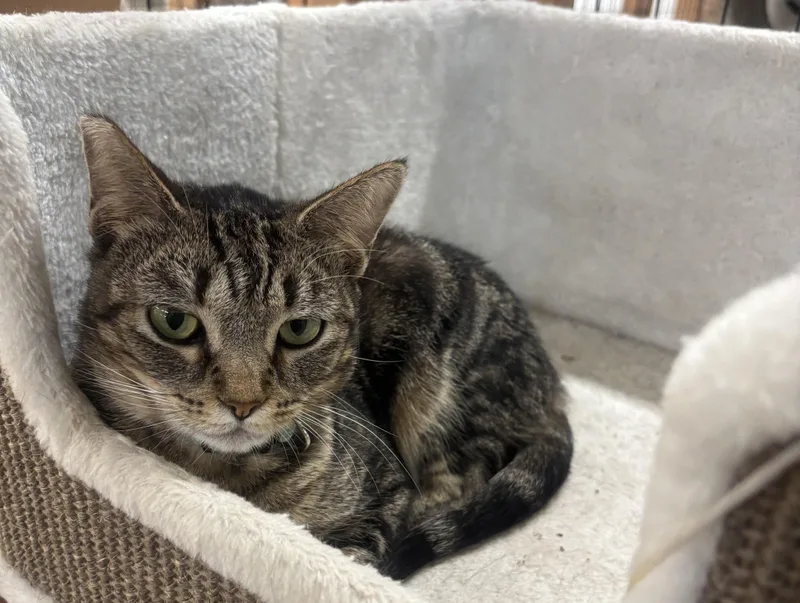 An adult small-sized male Tabby (Gray / Blue / Silver) Domestic Short Hair cat named Pretty for adoption in Whittier, CA