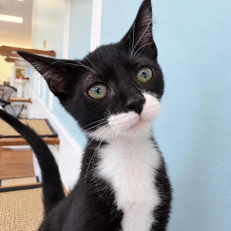 A baby small-sized male Domestic Short Hair cat named Dale for adoption in Deerfield, IL