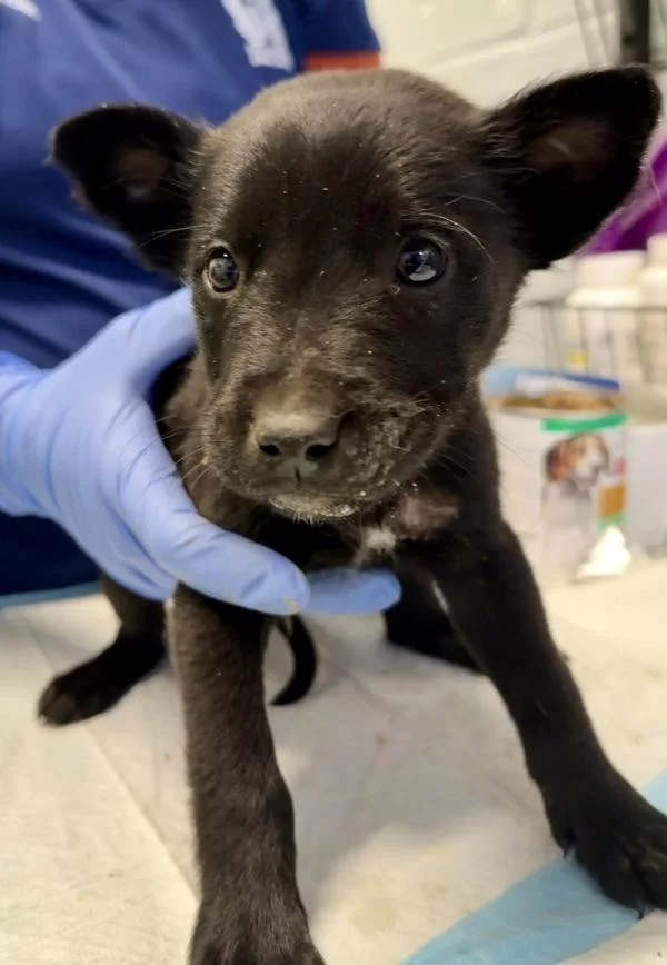 A young small-sized male Mixed Breed dog named Theseus for adoption in Mobile, AL