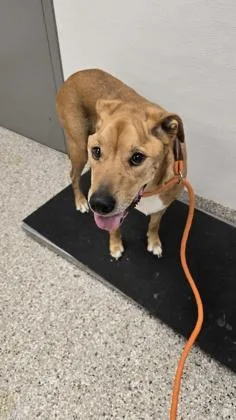 An adult medium-sized female Pit Bull Terrier dog named Zara for adoption in Gastonia, NC