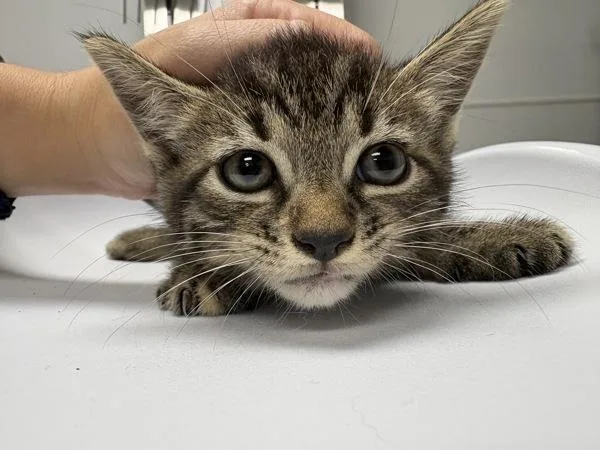 A baby small-sized male Domestic Medium Hair cat named Pen for adoption in Lawrenceville, GA
