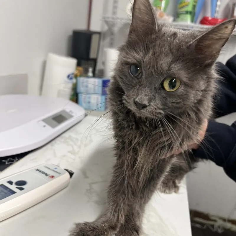 A young small-sized female Gray / Blue / Silver Domestic Long Hair cat named Pip In for adoption in St. Louis, MO