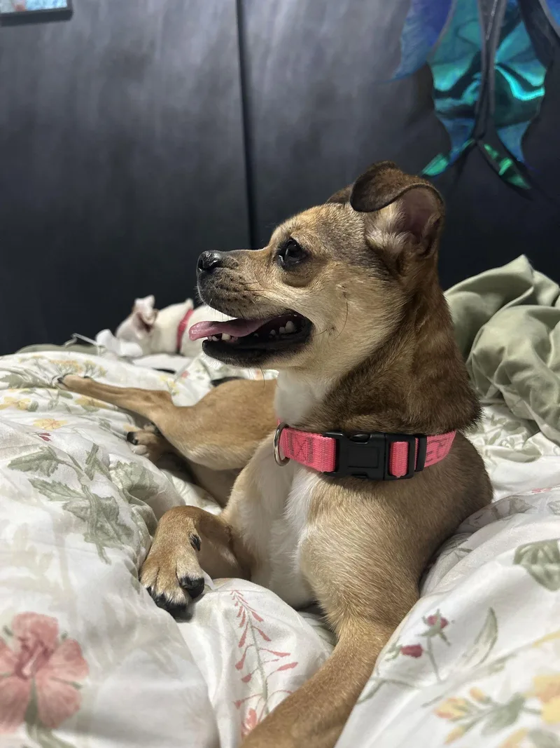 Annie thumbnail 3