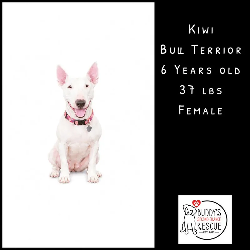 An adult medium-sized female White / Cream Bull Terrier dog named Kiwi for adoption in Amherst, NY
