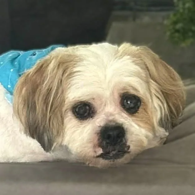 An adult small-sized male White / Cream Lhasa Apso dog named Junior for adoption in Burton, MI