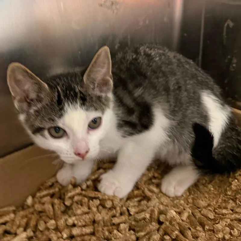 A baby small-sized female White Domestic Short Hair cat named Calzone for adoption in Philadelphia, PA