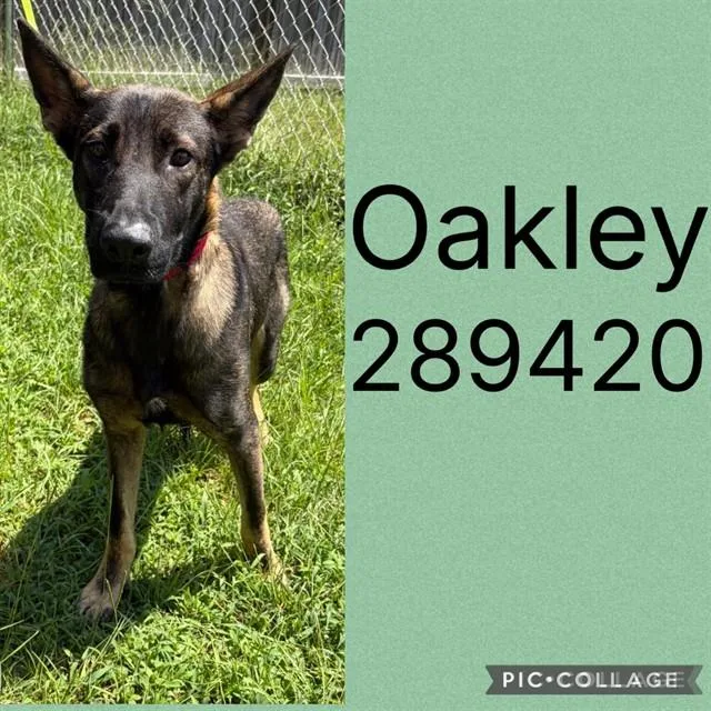 A young medium-sized male Belgian Shepherd / Malinois dog named Oakley for adoption in Macon, GA