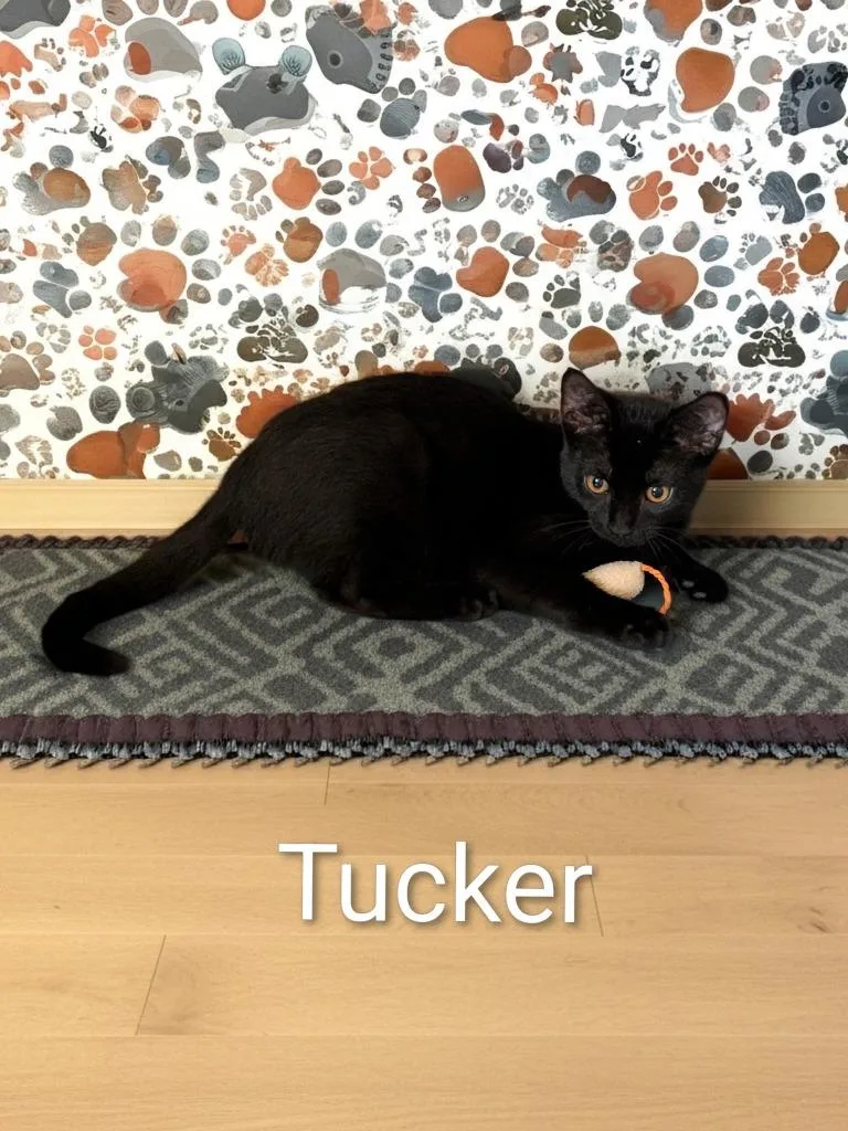 Tucker