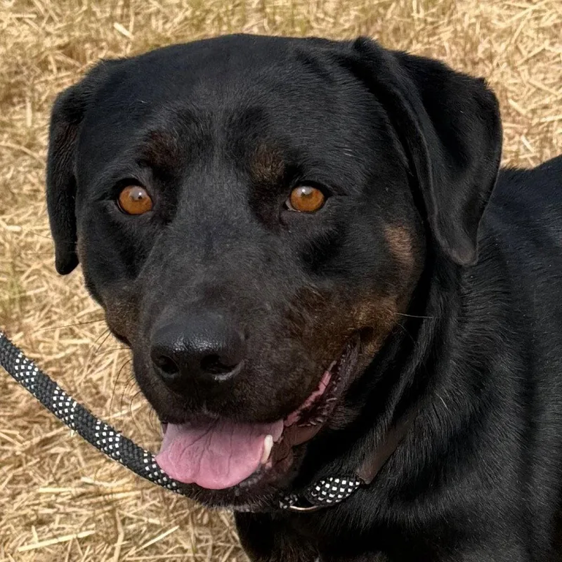 An adult large-sized female Rottweiler dog named Irene for adoption in Tarboro, NC
