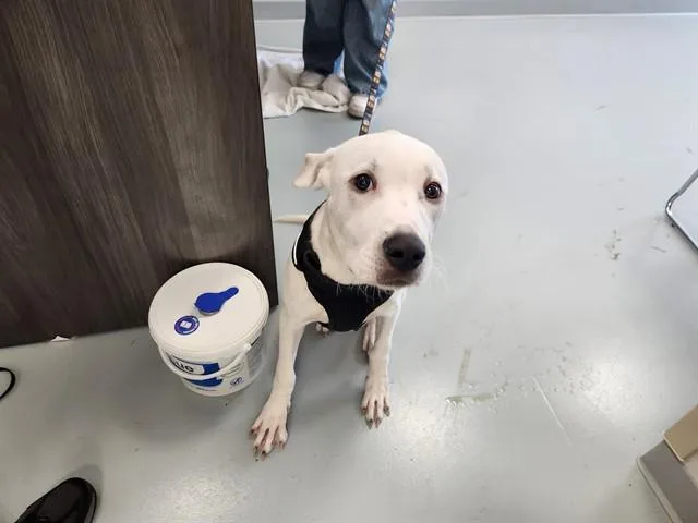 A young small-sized male Pit Bull Terrier dog named Kylo for adoption in Ocala, FL
