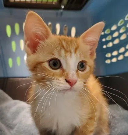 A young large-sized male Domestic Short Hair cat named Dove for adoption in Kansas City, MO