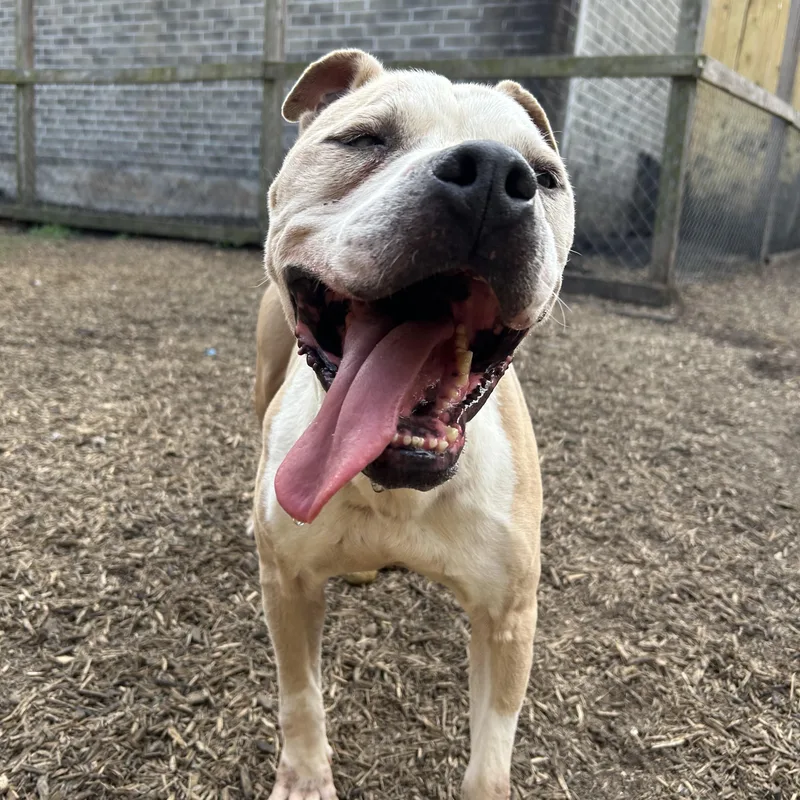 An adult large-sized male Pit Bull Terrier dog named Hobbes for adoption in Pearland, TX
