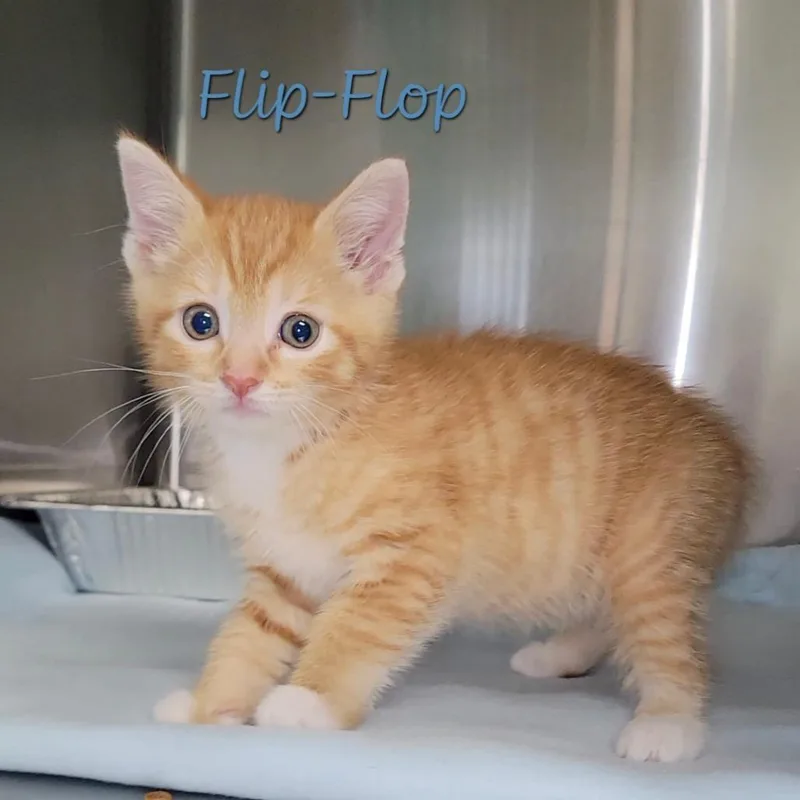 A baby small-sized male Orange / Red Domestic Short Hair cat named Flipflop for adoption in Parkersburg, WV
