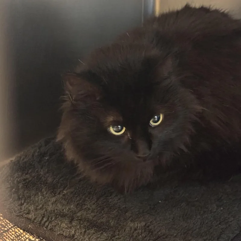 An adult medium-sized female Black Domestic Medium Hair cat named Pancetta for adoption in South Haven, MI