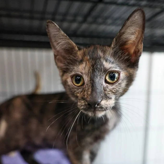A baby small-sized female Tortoiseshell Domestic Short Hair cat named Disney for adoption in Bradenton, FL