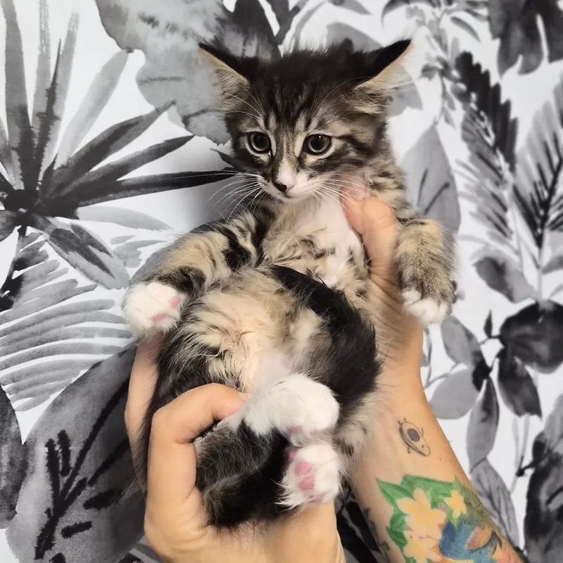 A baby small-sized male Brown / Chocolate Domestic Long Hair cat named Truffle for adoption in Wahiawa, HI