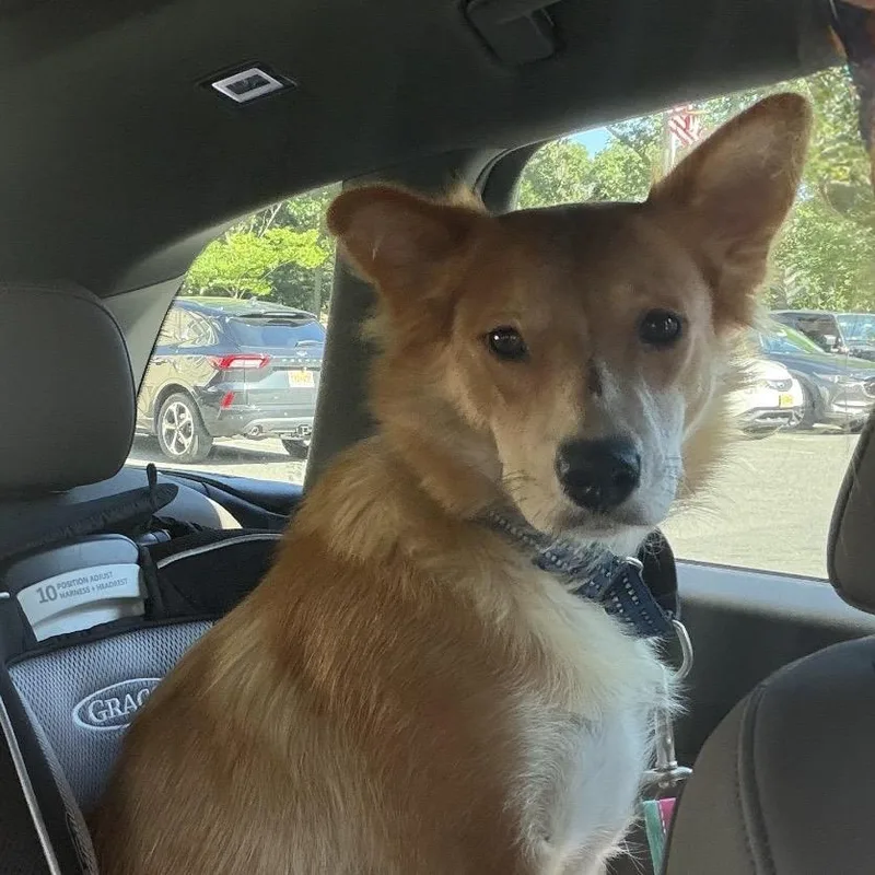 An adult medium-sized female Red / Chestnut / Orange Border Collie dog named Farrah for adoption in Eatontown, NJ