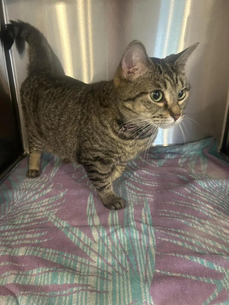 An adult medium-sized female Tabby (Buff / Tan / Fawn) Domestic Short Hair cat named Abby for adoption in Bloomsdale, MO