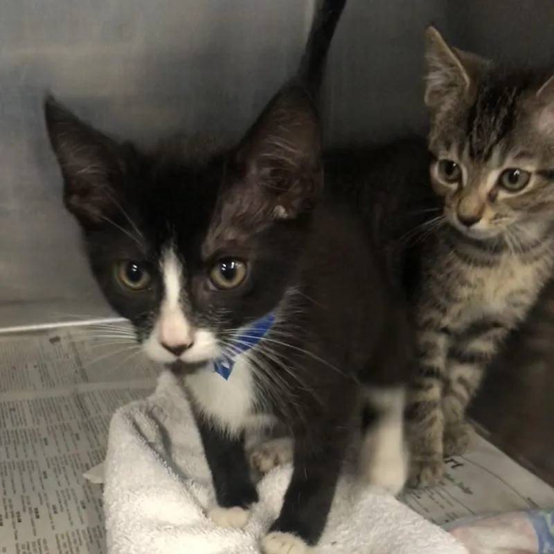 A baby medium-sized male Black & White / Tuxedo Domestic Short Hair cat named Draco for adoption in Parma, OH