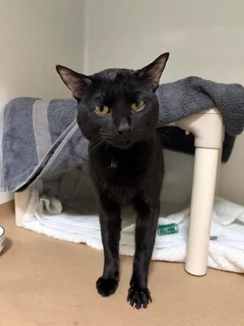 A young medium-sized male Domestic Short Hair cat named Dusty for adoption in Boston, MA