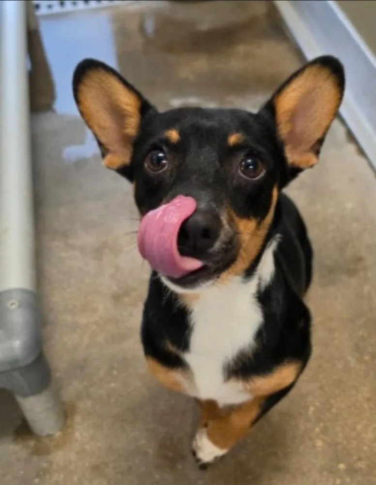 An adult small-sized male Corgi dog named Honeycrisp for adoption in Sedalia, CO