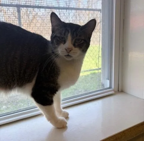 A young large-sized male Domestic Short Hair cat named Little Man for adoption in Ogdensburg, NY