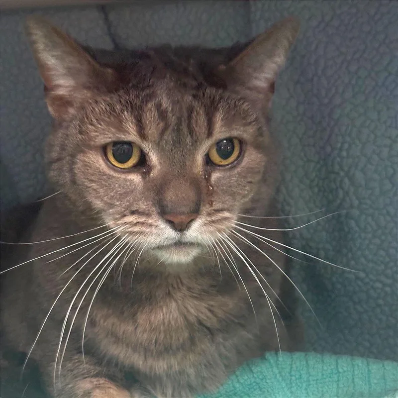 A senior large-sized female Gray / Blue / Silver Domestic Short Hair cat named Nina for adoption in Grand Rapids, MI
