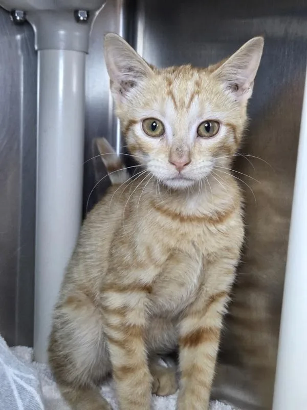 A baby small-sized male Domestic Short Hair cat named Jack O' Lantern for adoption in Millersville, MD