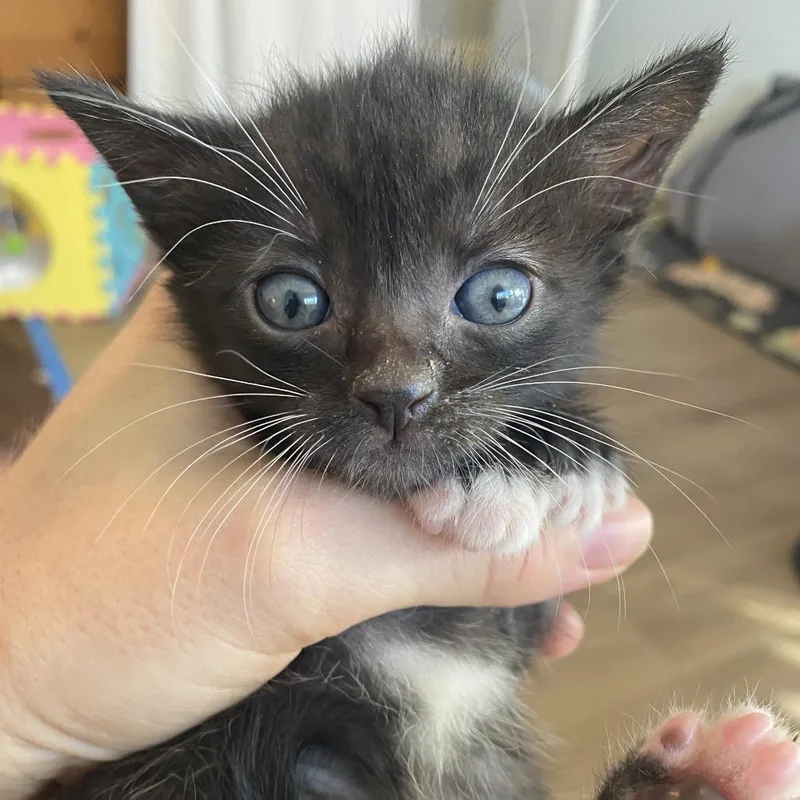 A baby small-sized female Black Domestic Short Hair cat named Paisley for adoption in Long Beach, CA
